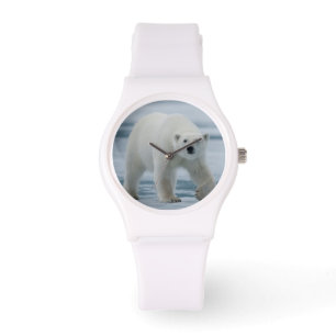 Montre Ours polaire, Ursus Maritimus, Adulte
