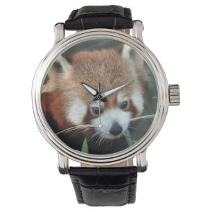 Montre Panda rouge, zoo de Taronga, Sydney, Australie