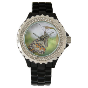 Montre Papilio demoleus