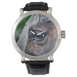 Montre Peindre Cheval Eye Equine Photo Portrait