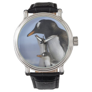 Montre Péninsule Antarctique, Neko Harbour, Gentoo