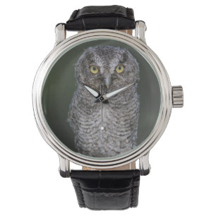 Montre Petit-duc maculé, Megascops asio, Otus 2