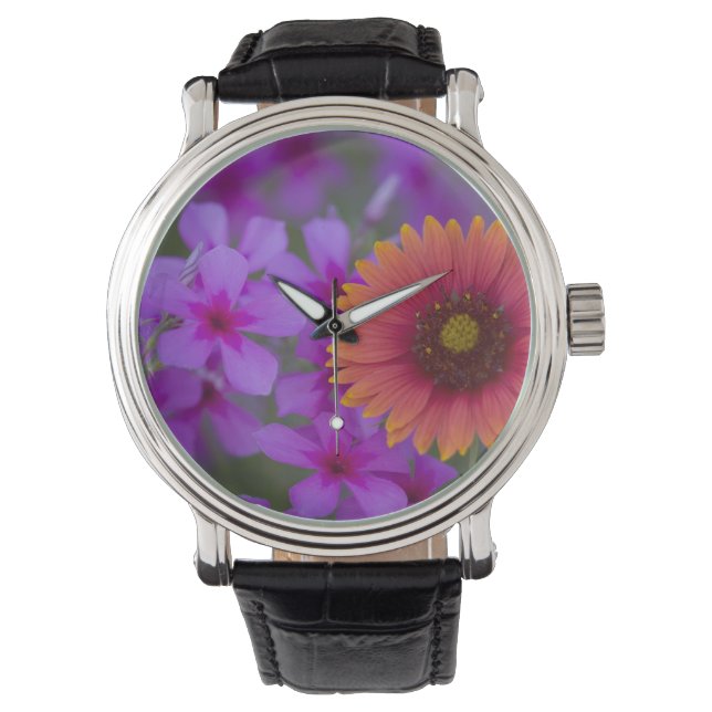 Montre Phlox et Indian Blanket près de Devine Texas (devant)