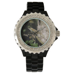 Montre Phylloscopus collybita