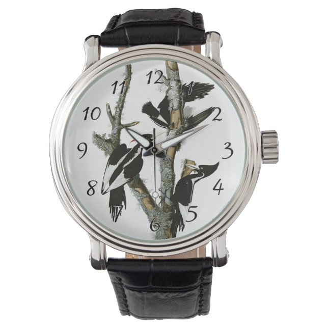 Montre Pic à l'ivoire d'Aububon dans les cendres (devant)