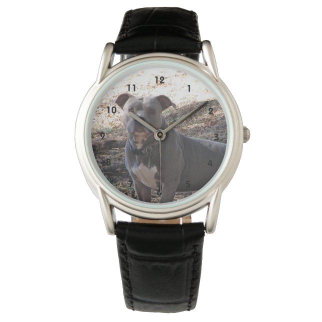 Montre Pitbull du noeud bleu (devant)