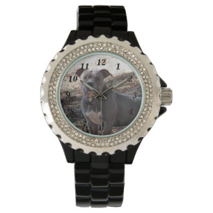 Montre Pitbulle avec des muscles numérotés