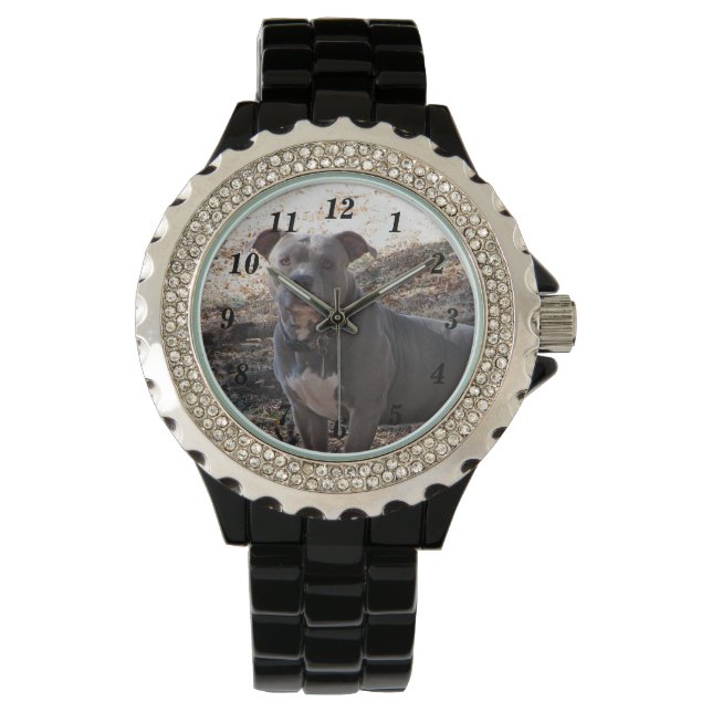 Montre Pitbulle avec des muscles numérotés (devant)