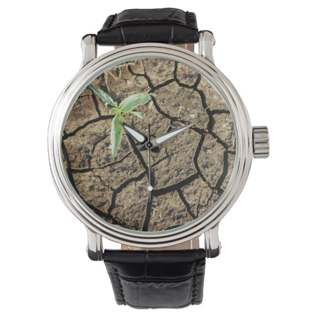 Montre Plantule dans une terre fissurée (devant)