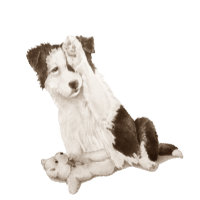portrait de chien peinture de joli bordé collie ch
