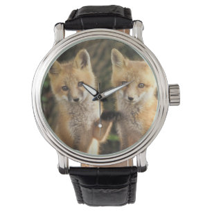 Montre Pup Red Fox devant den Vulpes vulpes)