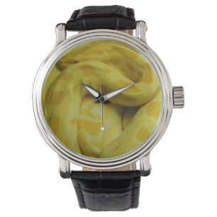 Montre Python birman jaune