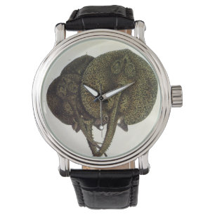 Montre Raies Pastenagues Raies Pastenagues, Animaux de la
