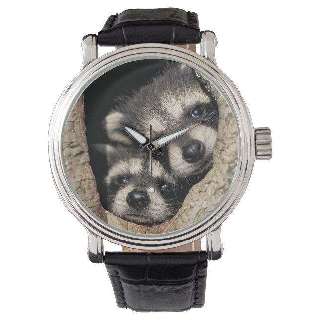 Montre Ratons laveurs dans la cavité de l'arbre Procyon (devant)