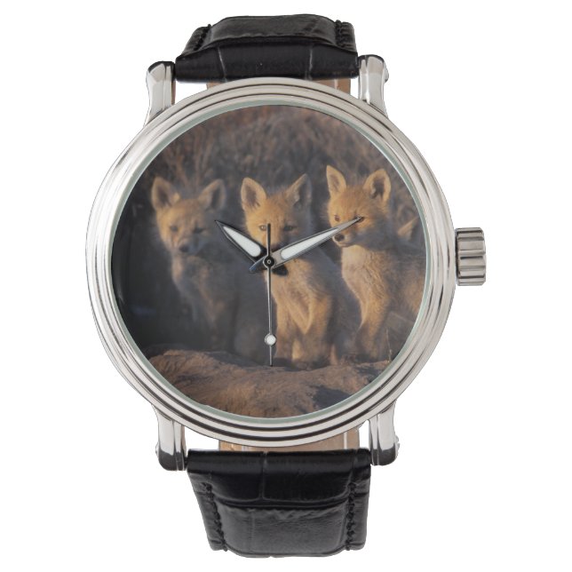 Montre renard rouge, Vulpes vulpes, kits (devant)
