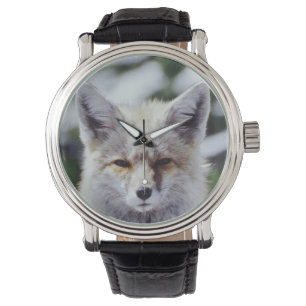 Montre Renard roux assis sur un banc de neige, Vulpes, Mt