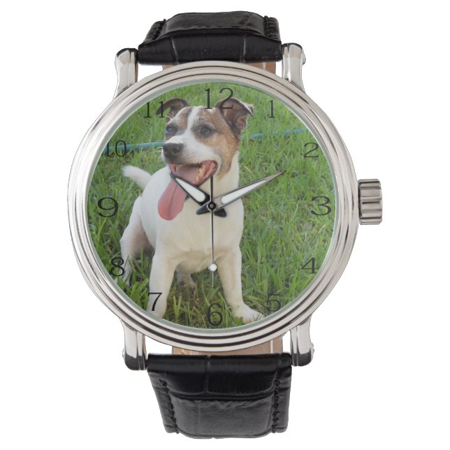 Montre Renard Terrier, Langue À La Poitrine, (devant)