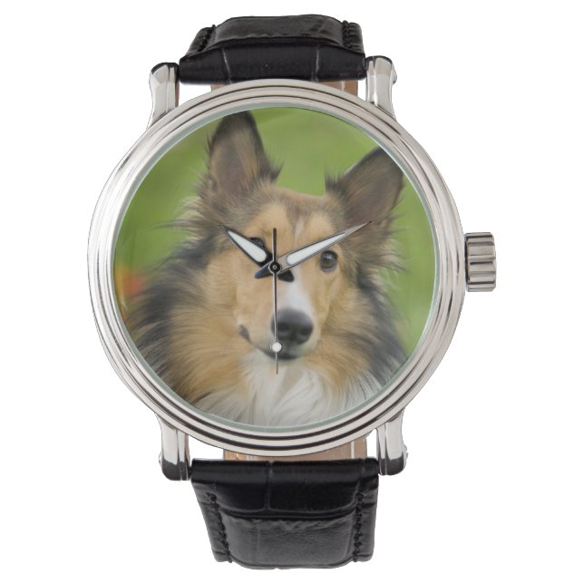 Montre Rough Collie, chien (devant)