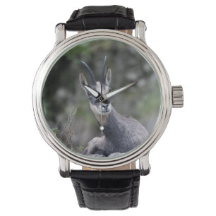 Montre Rupicapra rupicapra