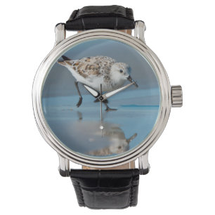 Montre Sanderling (Calidris Albe) Alimentation Sur La Pla