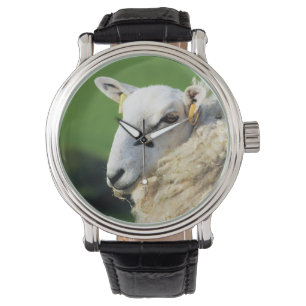 MONTRE SHEEP