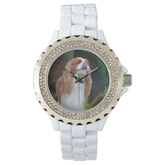 Montre Sweet Cavalier King Charles Spaniel (devant)