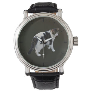 Montre Tabby Blanc Avec Patches Sombres