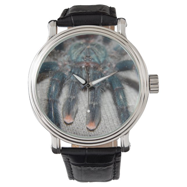 Montre tarantule bleue (devant)