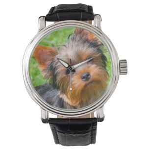 Montre Terrier looking up