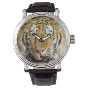 Montre Tiger Zoo du Michigan