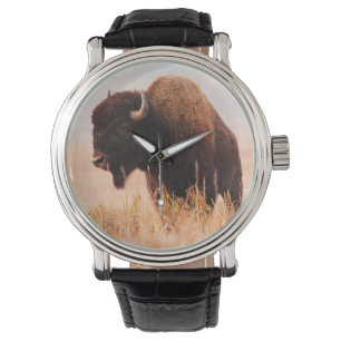 Montre Troupeau de bisons d'Amérique (Bison Bison) à Teto