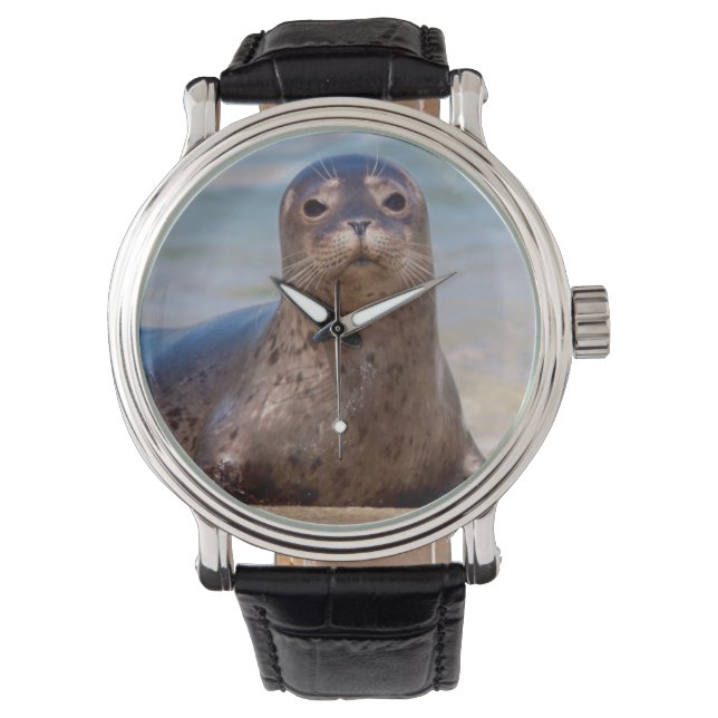 Montre Un phoque sur une plage le long de la côte Pacifiq (devant)