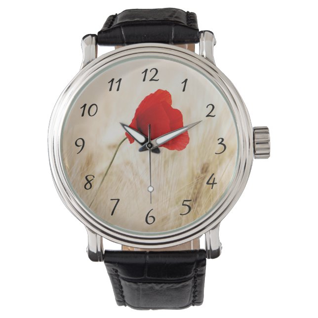 Montre Un seul pavot rouge dans un champ de graminées (devant)