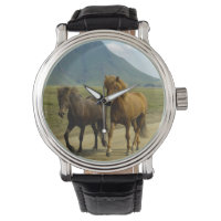 Une paire de poneys islandais Brown