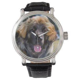 Montre USA, Californie. Portrait De Leonberger Assis