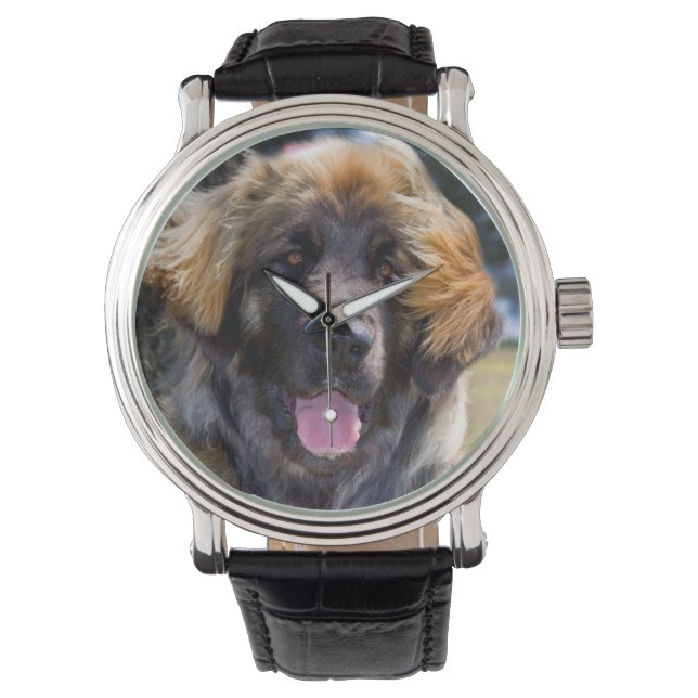 Montre USA, Californie. Portrait De Leonberger Assis (devant)