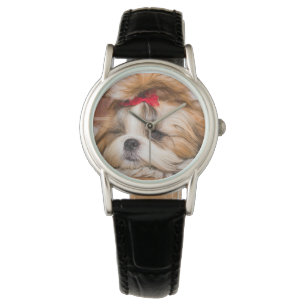 Montre Votre chiot chien animal de compagnie photo person