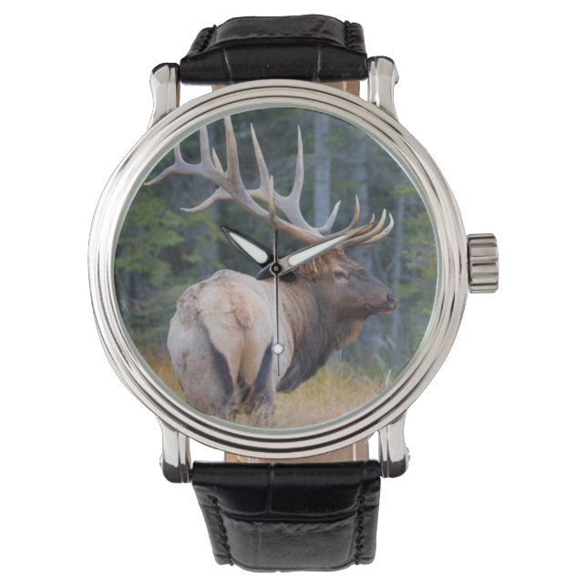 Montre Wapiti mâle des montagnes Rocheuses (devant)