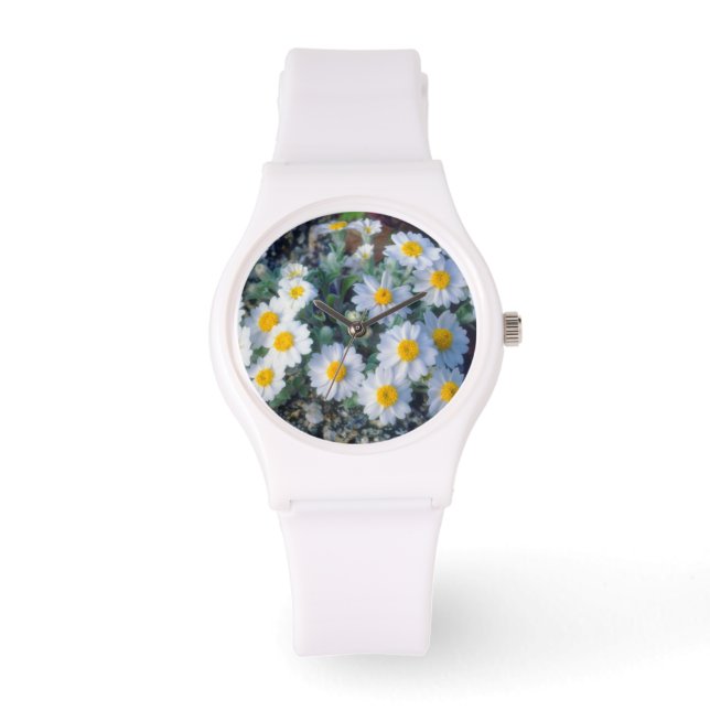 Montre Woolly Daisy Wildflowers (Recto)