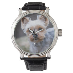 Montre Yorkshire terrier, chien, animal de compagnie