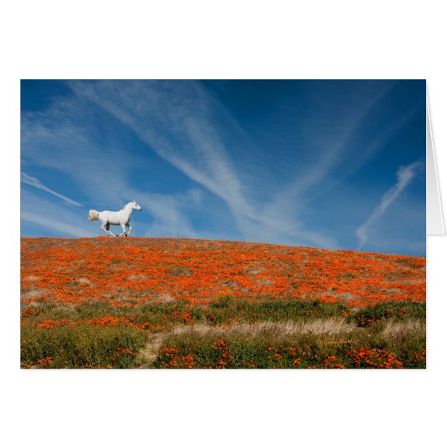 Monty en vol (Devant horizontal)