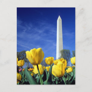 Monuments   Washington Monument in Spring Postcard