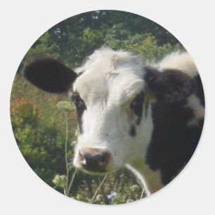 Moo Classic Round Sticker