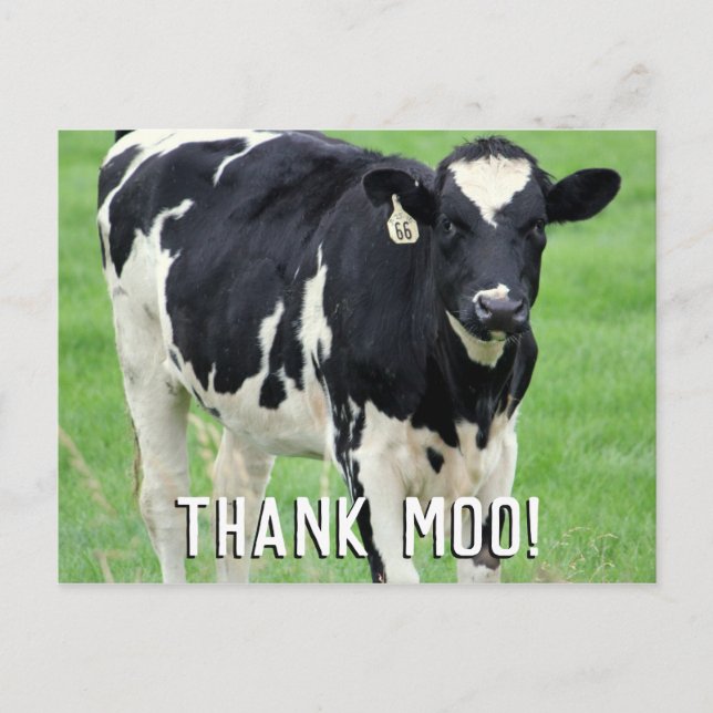 Moo Cow Thank You Postcard (Front)
