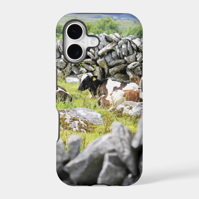 Moo Cows (Back)