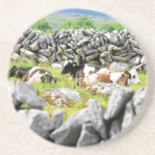 Moo Cows Coaster