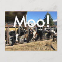 Moo Cows Postcards