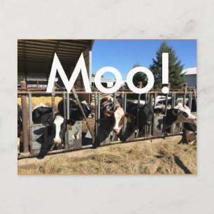 Moo Cows Postcards