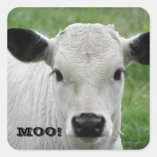Moo - Stickers Vache Blanche