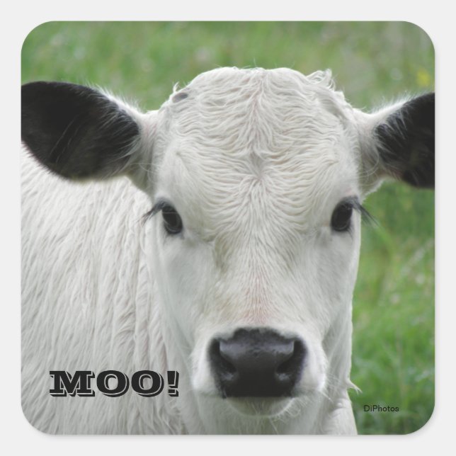 Moo - Stickers Vache Blanche (Devant)